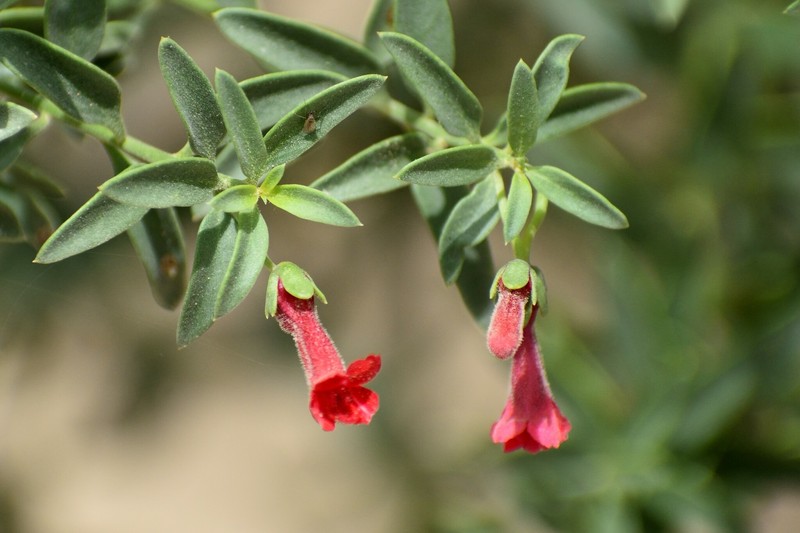 Galvezia elisensii photo 7
