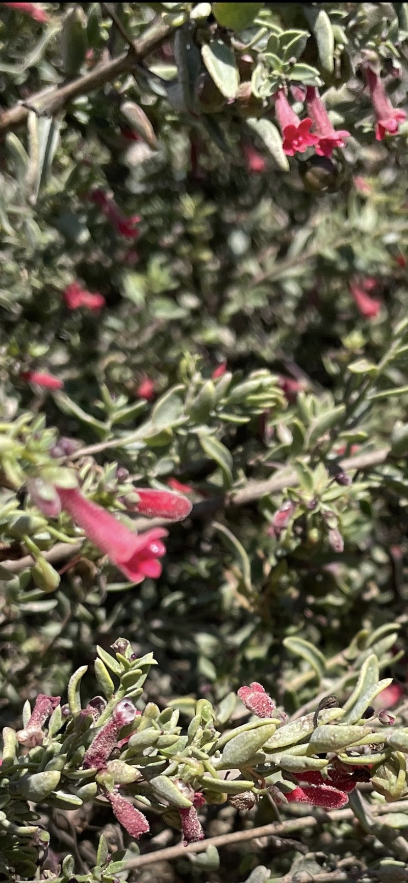 Galvezia elisensii photo 8