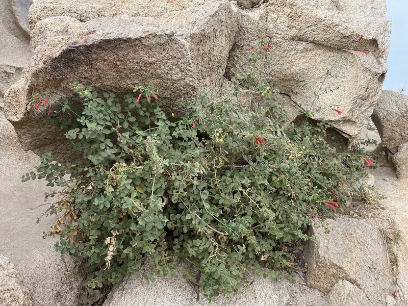 Gambelia juncea