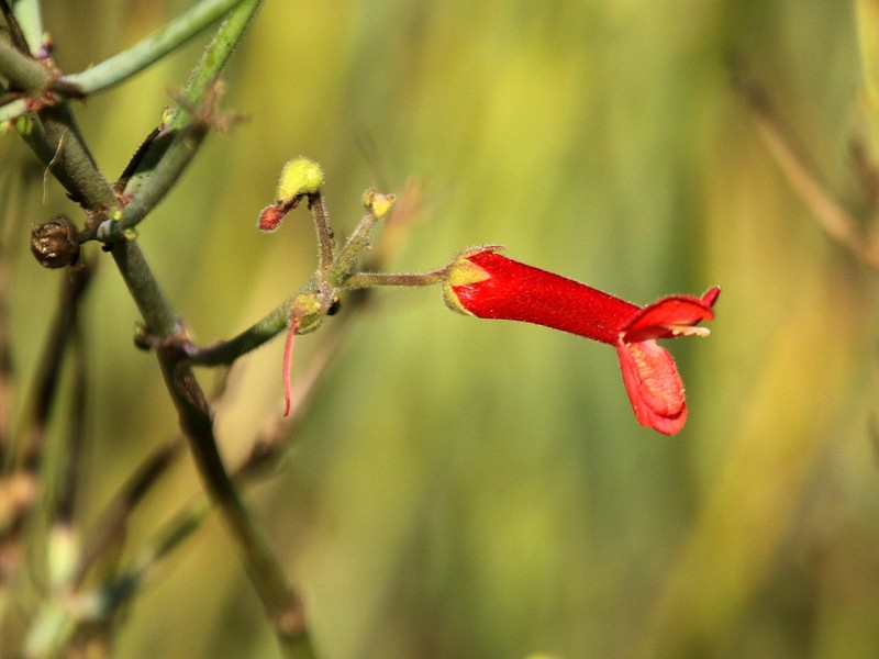 Gambelia juncea photo 2