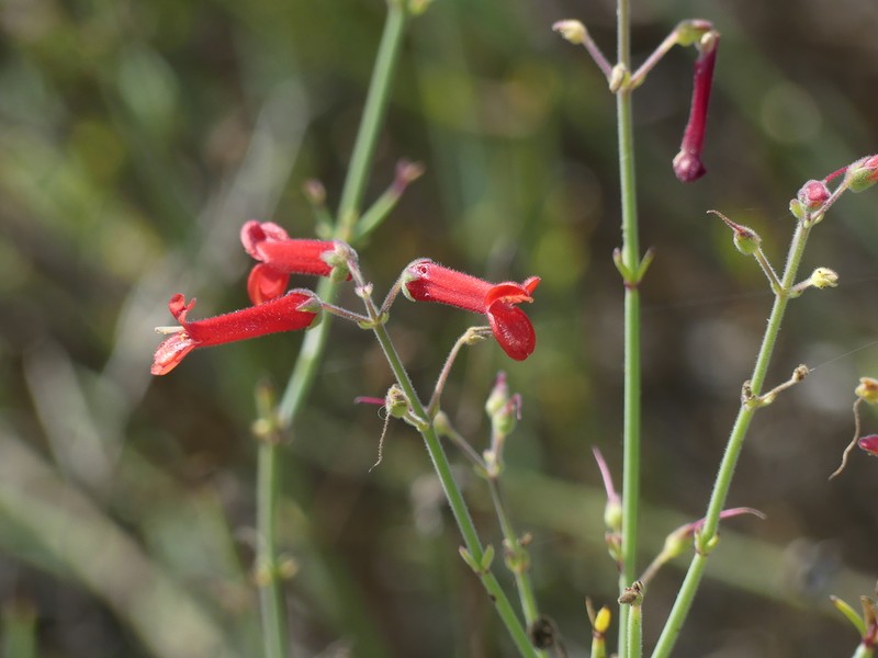 Gambelia juncea photo 3