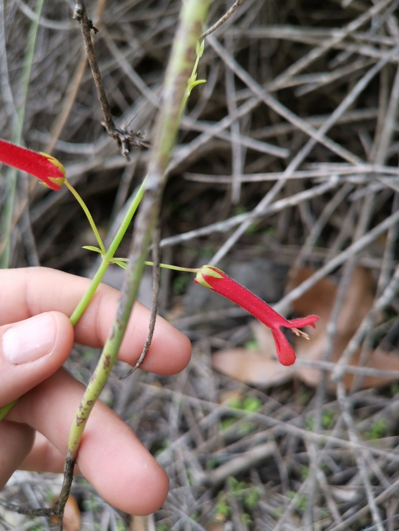 Gambelia juncea photo 4