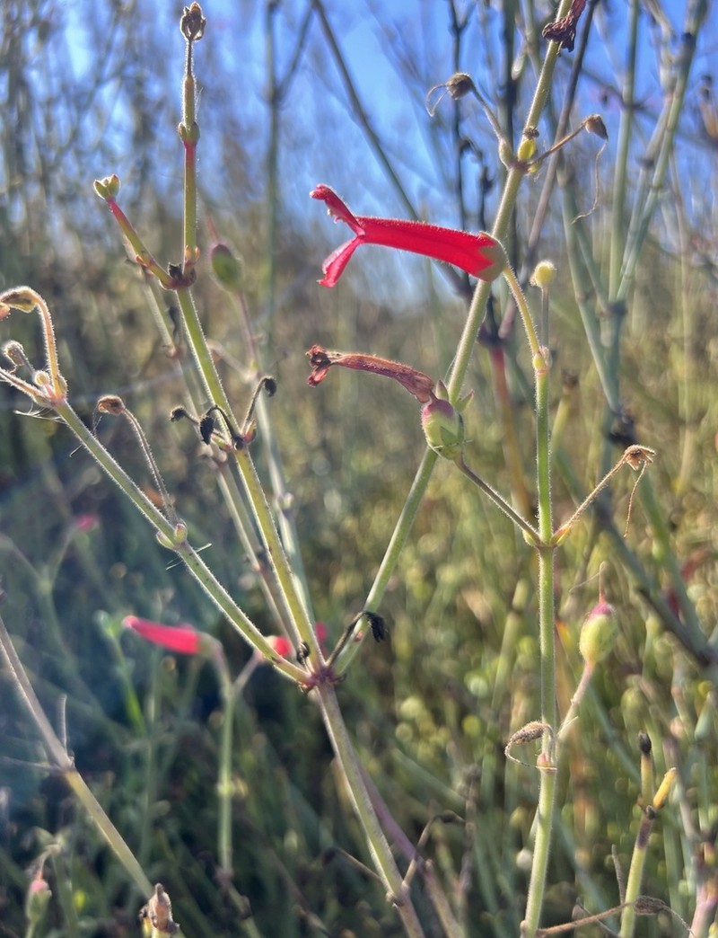 Gambelia juncea photo 5
