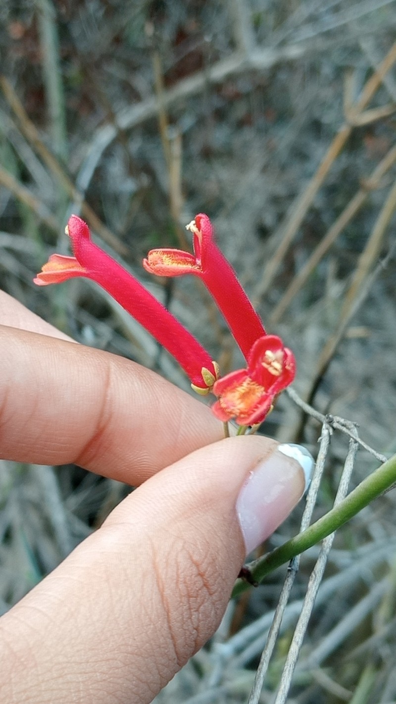 Gambelia juncea photo 8