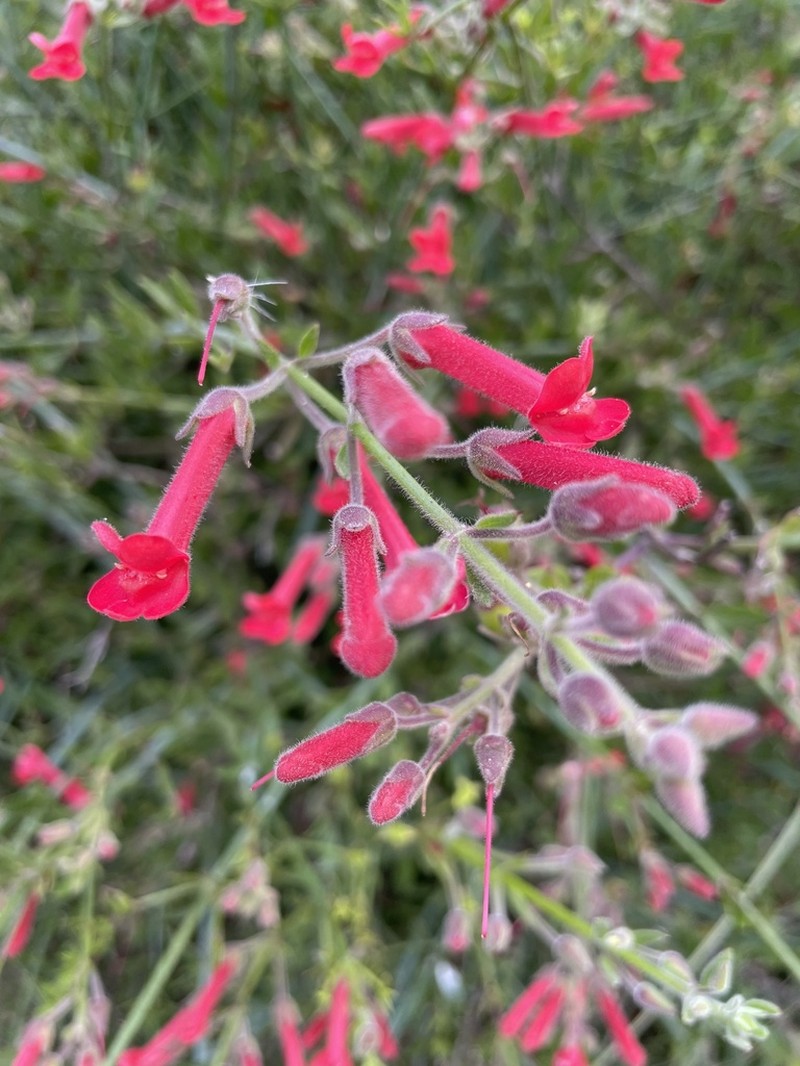 Showy Greenbright photo 2