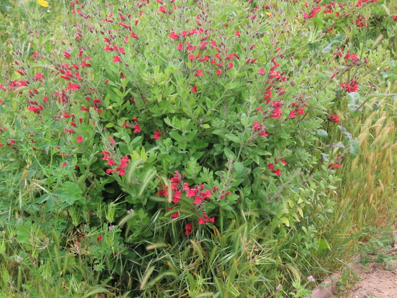 Showy Greenbright photo 6