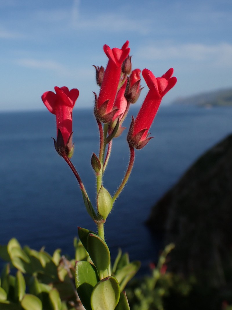 Showy Greenbright photo 8