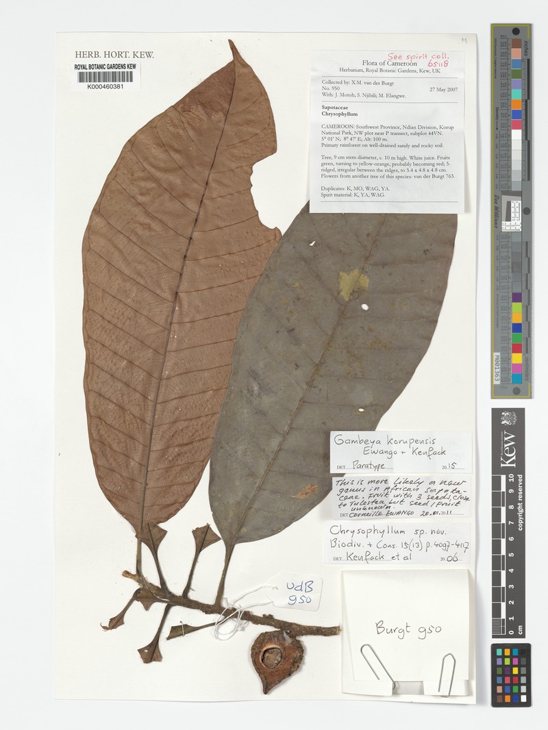 Gambeya korupensis