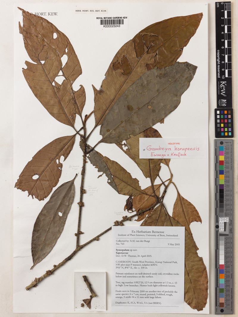 Gambeya korupensis photo 2