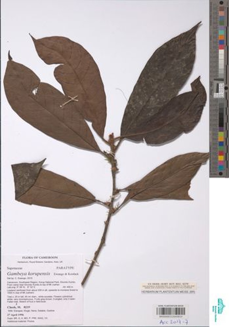 Gambeya korupensis photo 3