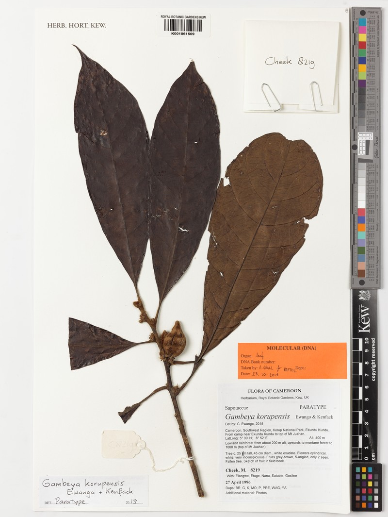 Gambeya korupensis photo 4