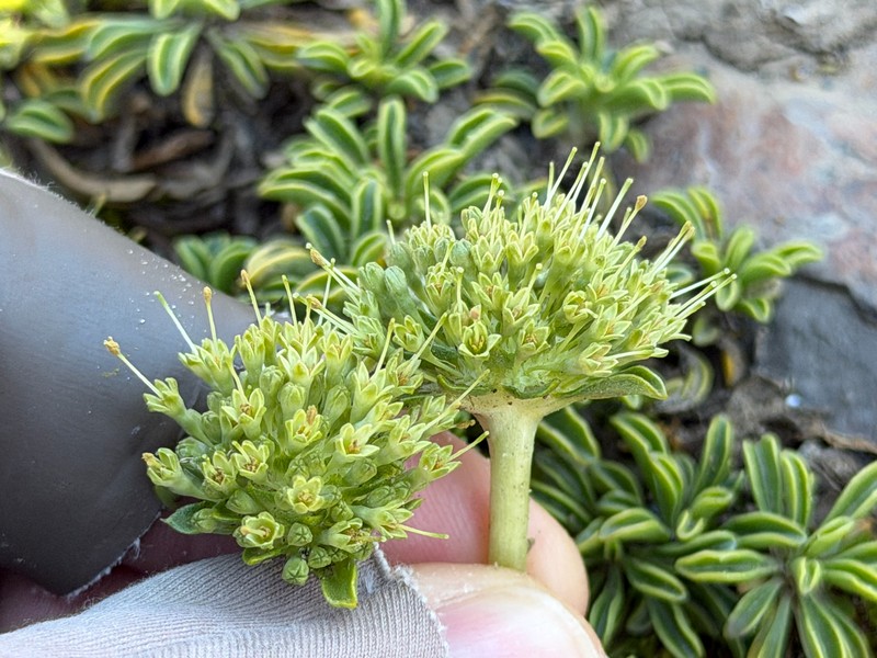 Gamocarpha alpina subsp. alpina