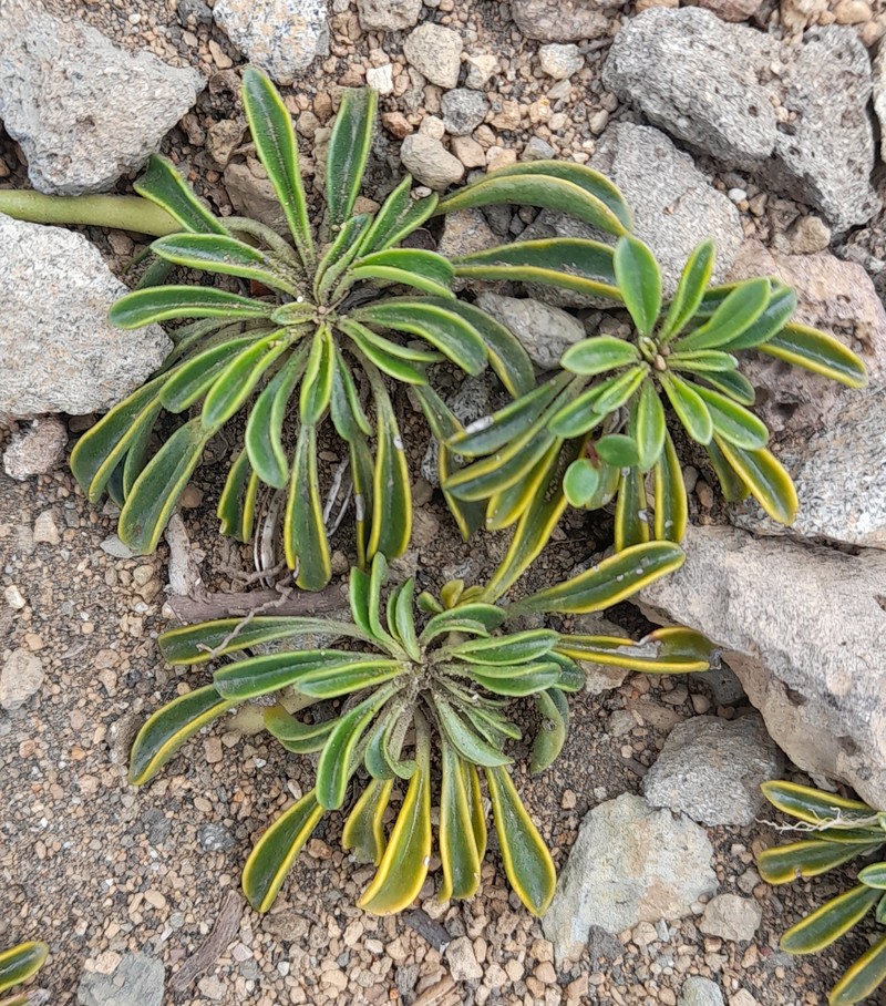 Gamocarpha alpina subsp. alpina photo 2