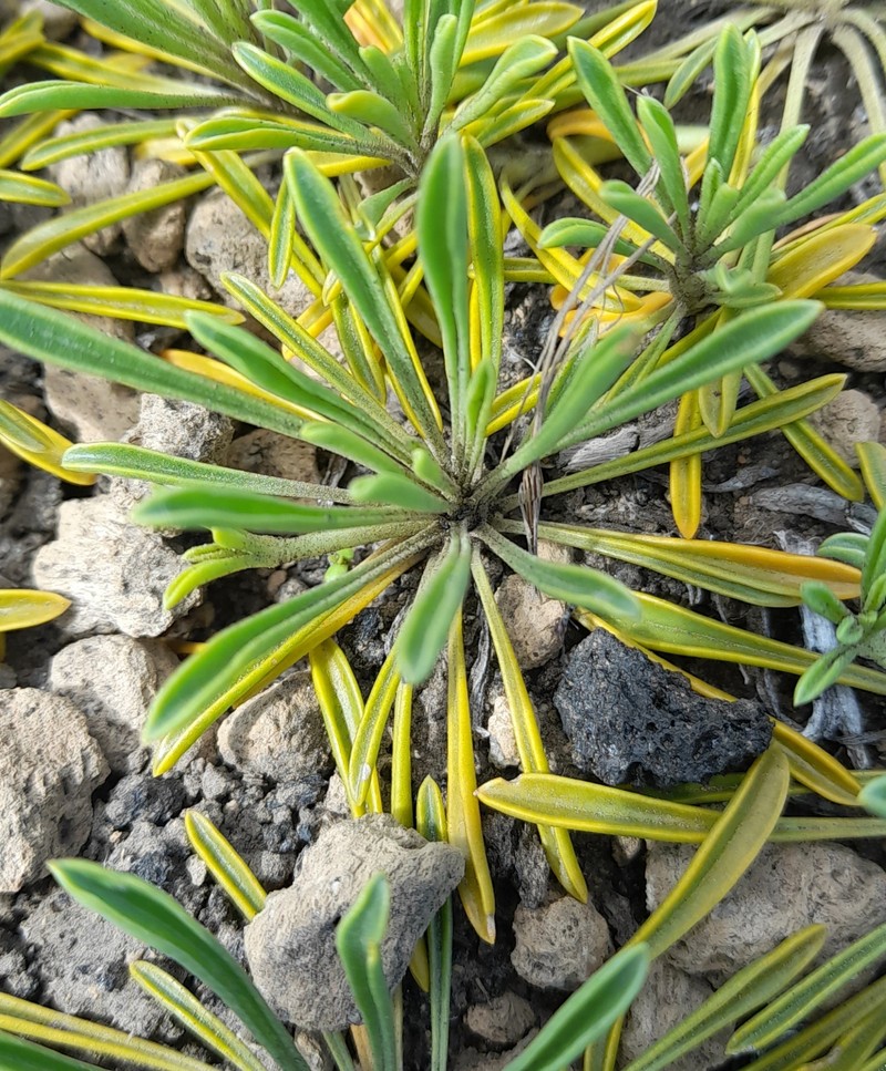 Gamocarpha alpina subsp. alpina photo 3
