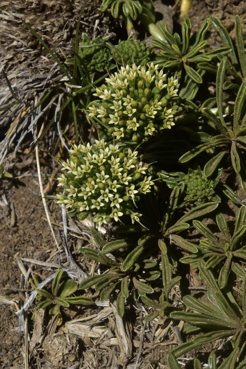 Gamocarpha alpina subsp. alpina photo 4