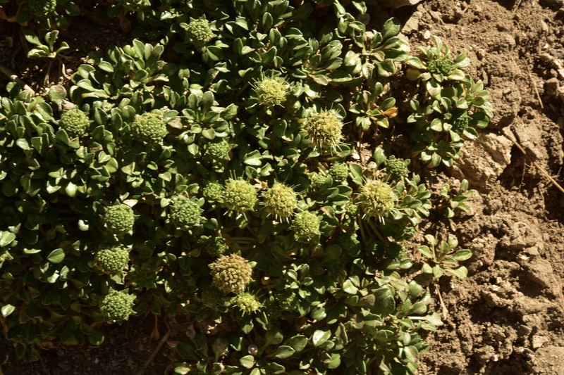 Gamocarpha alpina subsp. gilliesii