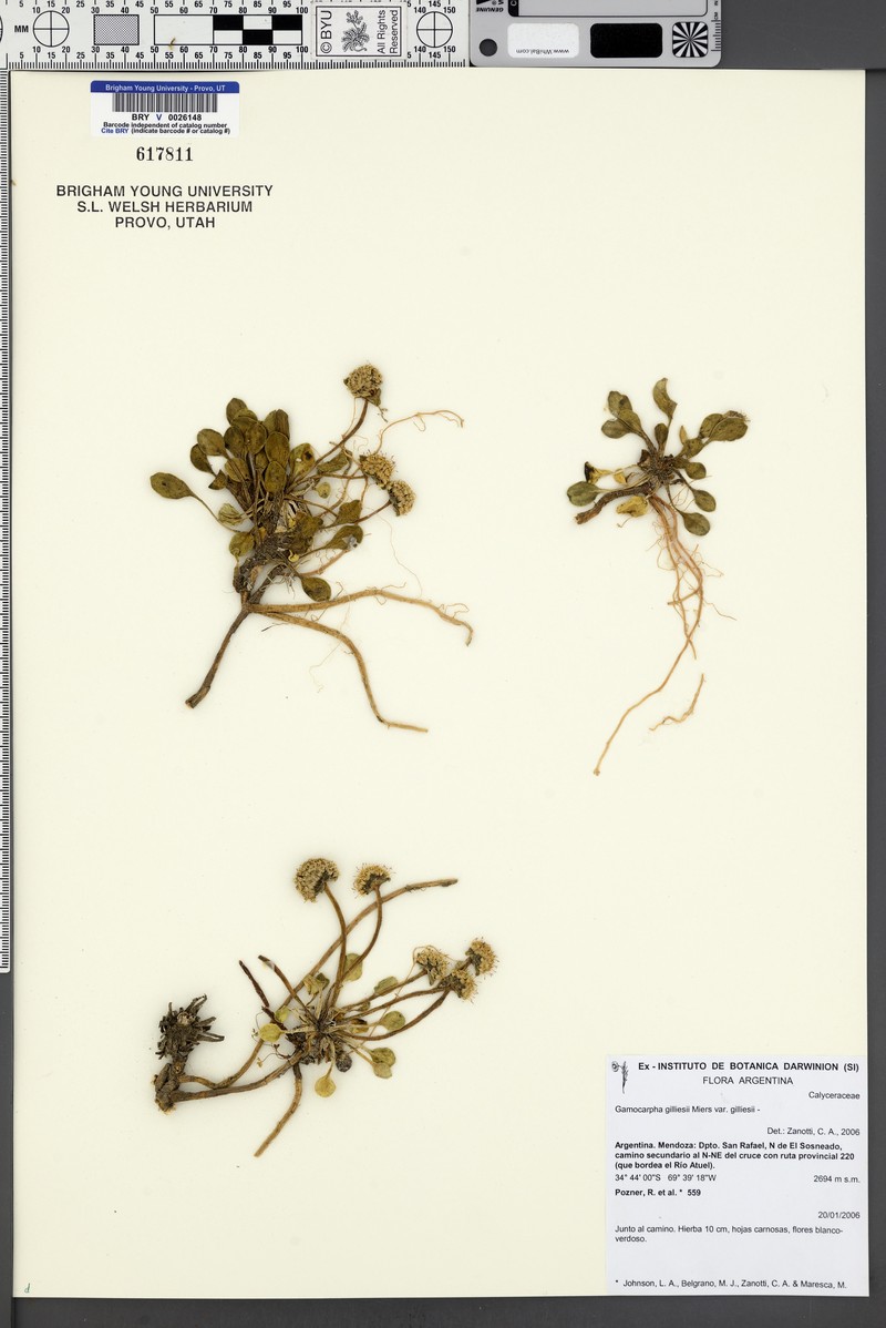 Gamocarpha alpina subsp. gilliesii photo 2