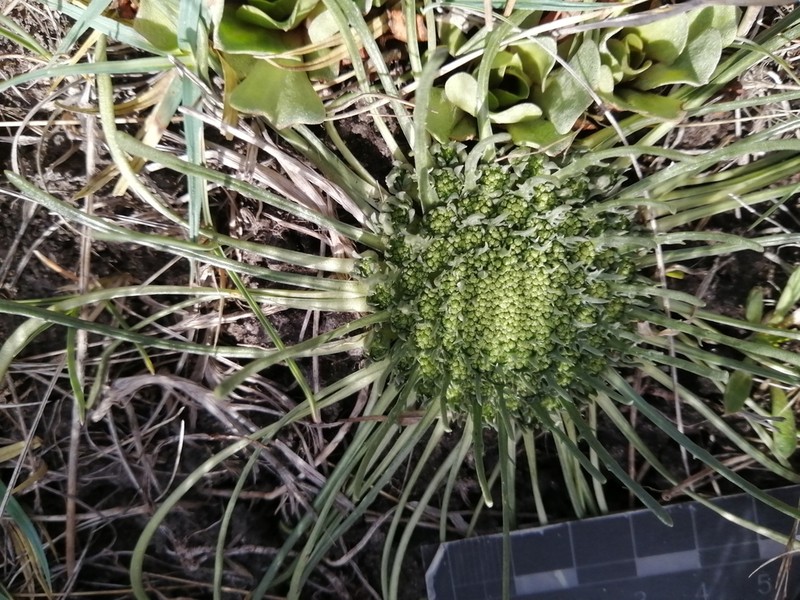 Gamocarpha australis photo 2