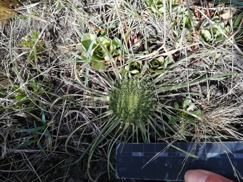 Gamocarpha australis photo 8