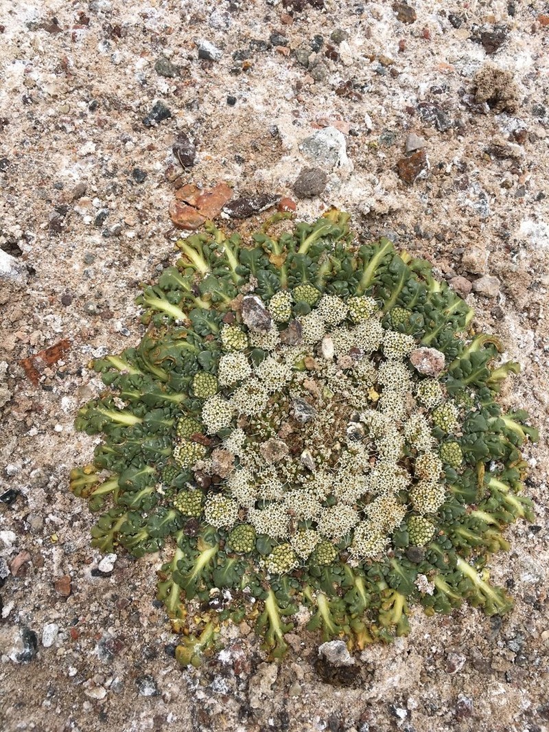 Gamocarpha caespitosa