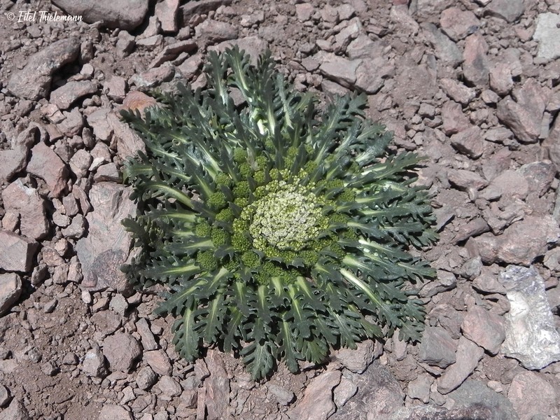 Gamocarpha caespitosa photo 2