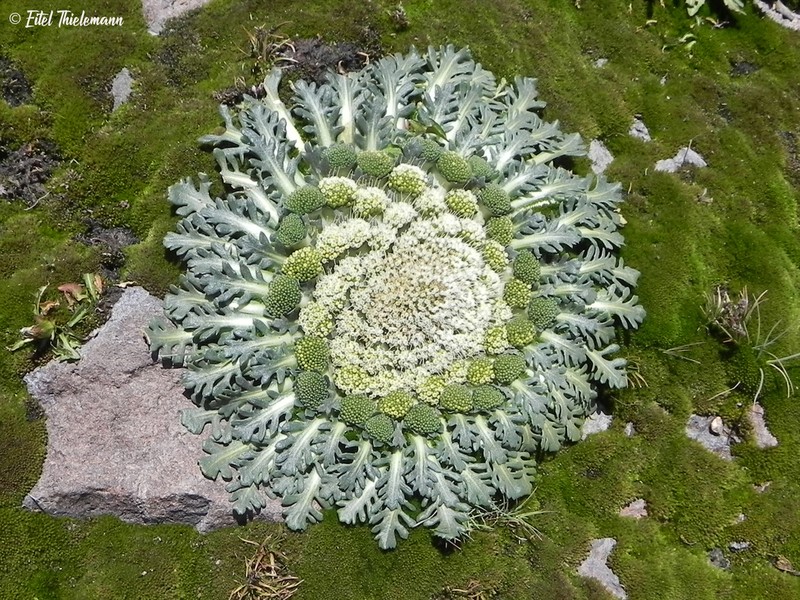 Gamocarpha caespitosa photo 3