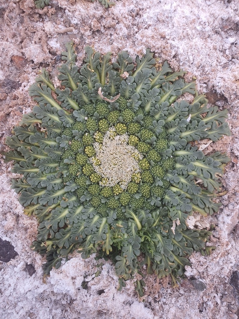 Gamocarpha caespitosa photo 5