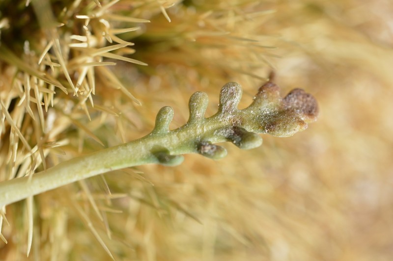 Gamocarpha caespitosa photo 6
