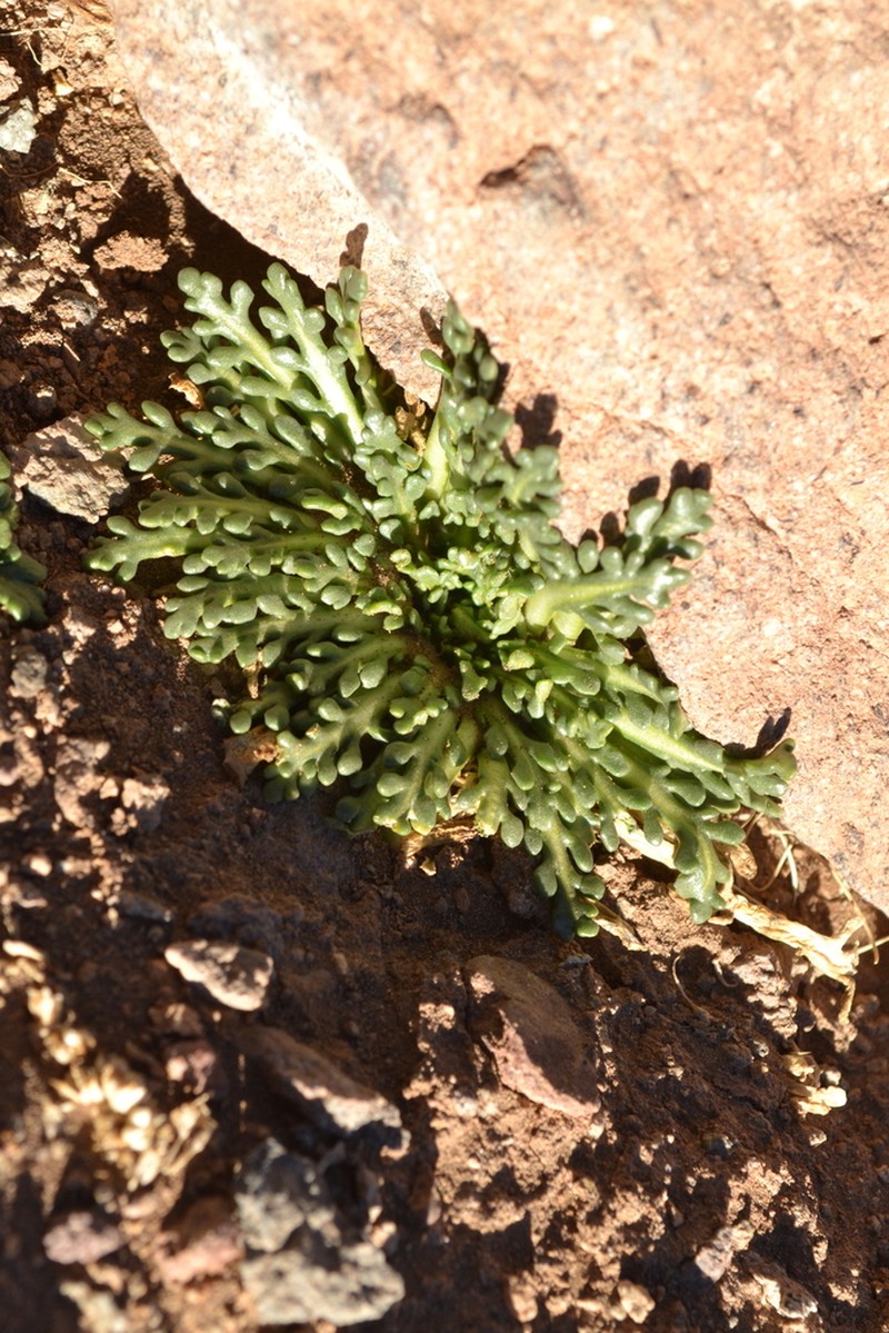 Gamocarpha caespitosa photo 8