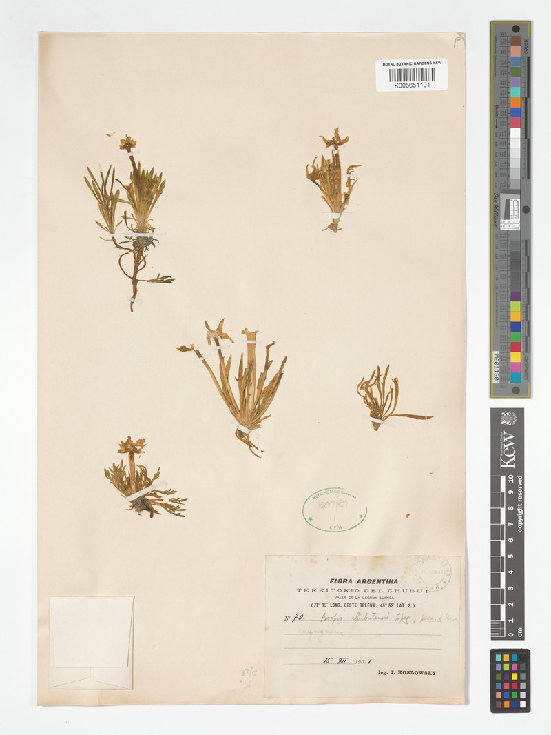 Gamocarpha chubutensis