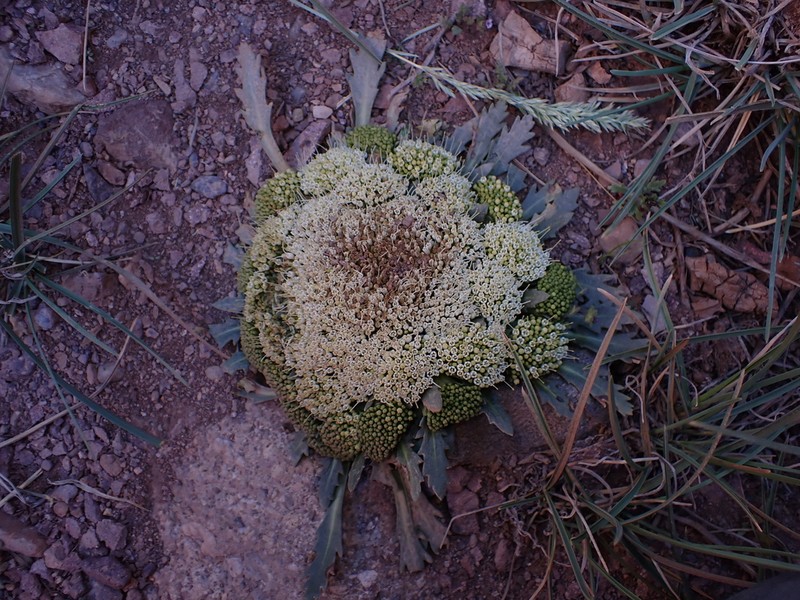 Gamocarpha compacta photo 2