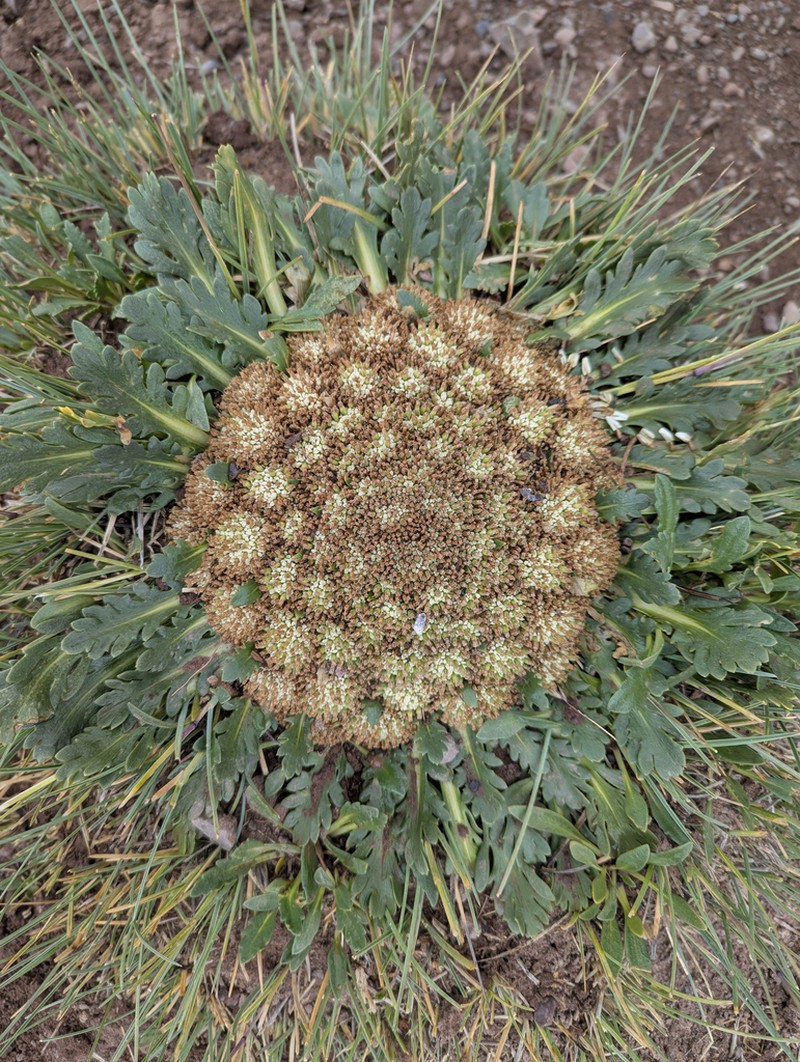 Gamocarpha compacta photo 3