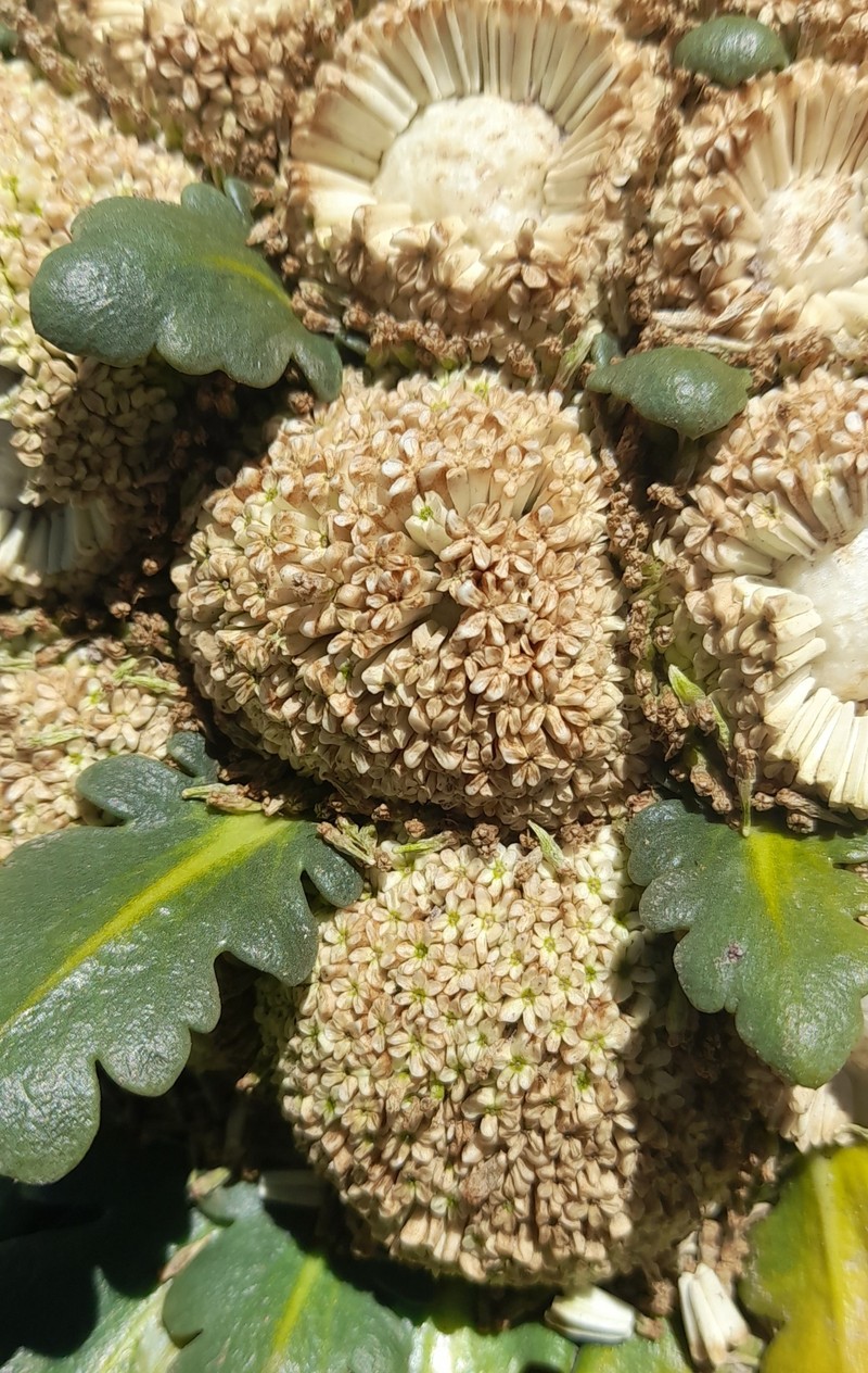 Gamocarpha compacta photo 5