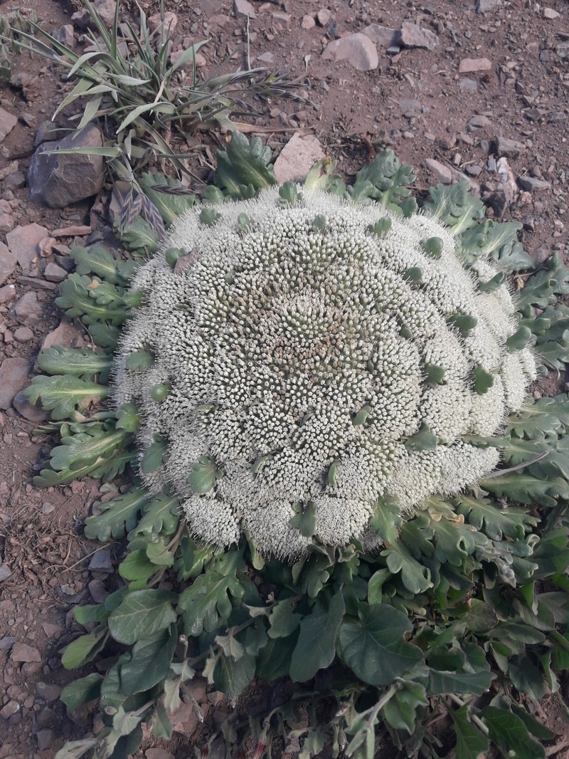 Gamocarpha compacta photo 6