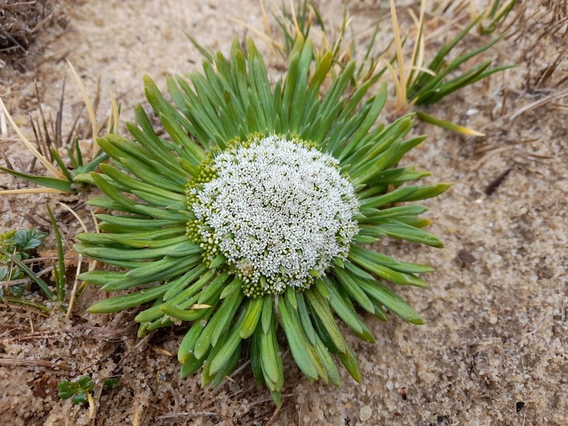 Gamocarpha falklandica
