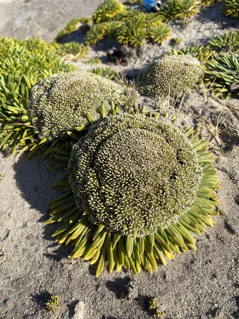 Gamocarpha falklandica photo 2