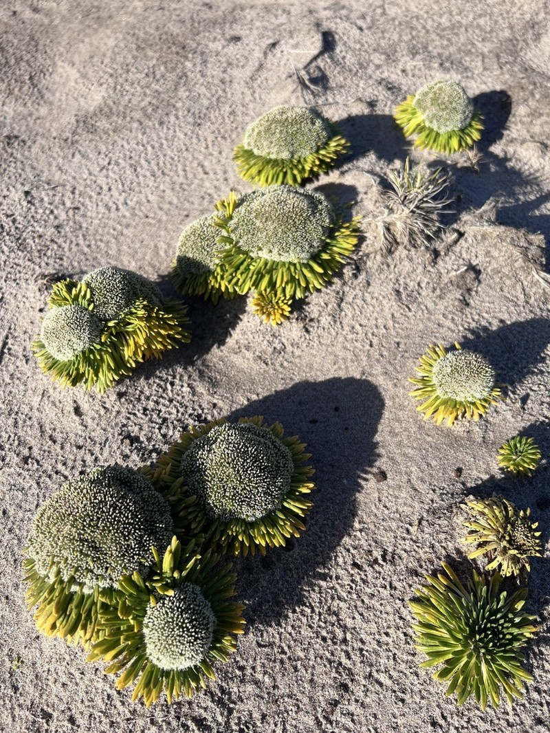 Gamocarpha falklandica photo 3