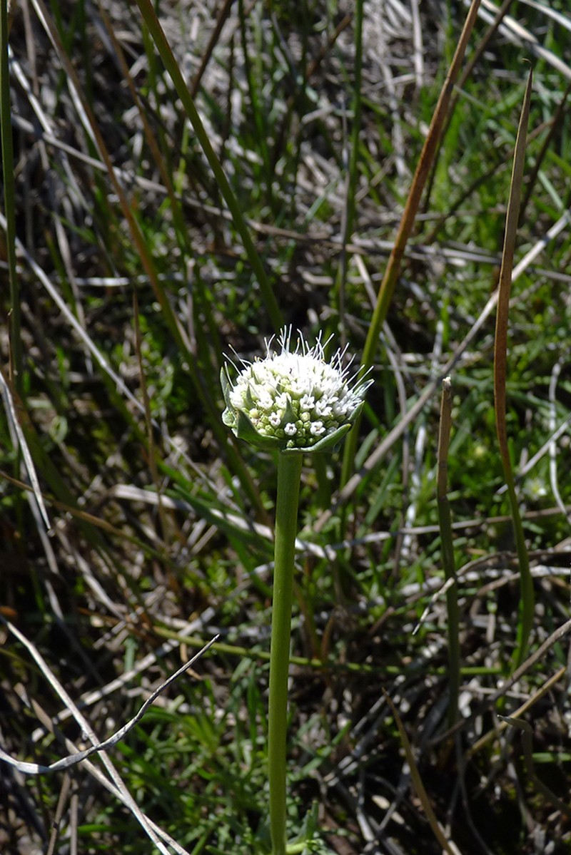 Gamocarpha graminea