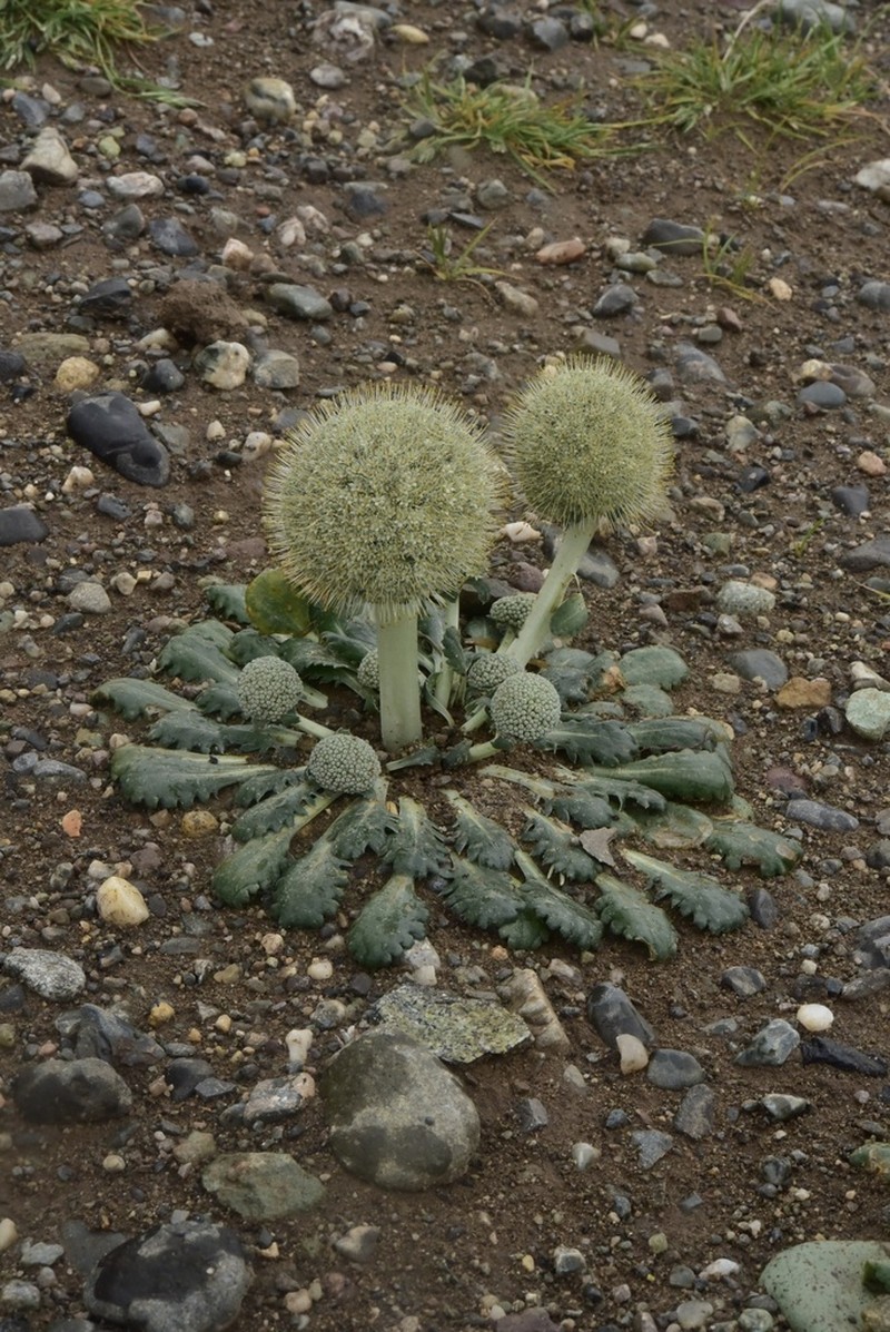 Gamocarpha macrocephala photo 3