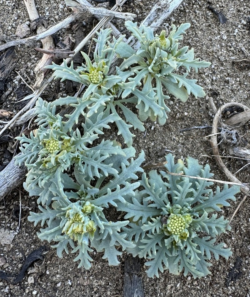 Gamocarpha multicaulis
