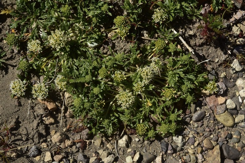 Gamocarpha multicaulis photo 3