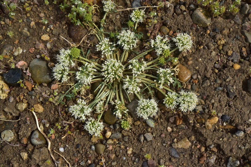 Gamocarpha multicaulis photo 4