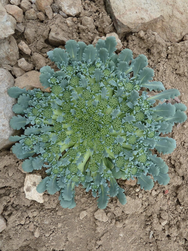 Gamocarpha scapigera photo 3