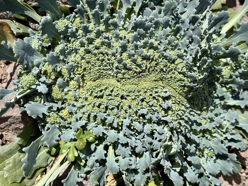 Gamocarpha scapigera photo 6