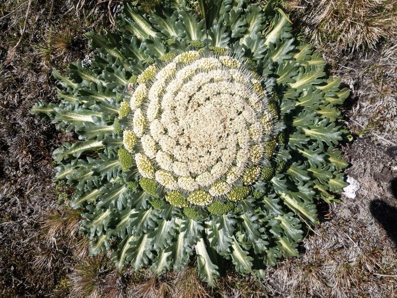 Gamocarpha ventosa