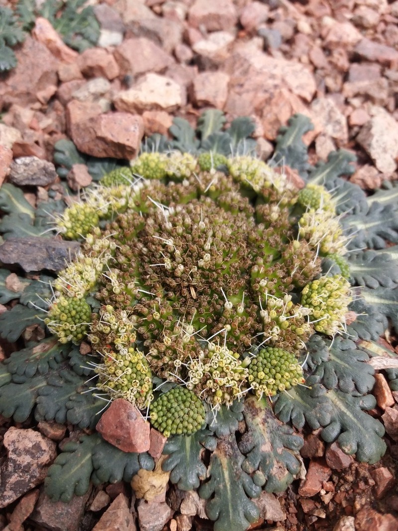 Gamocarpha ventosa photo 5