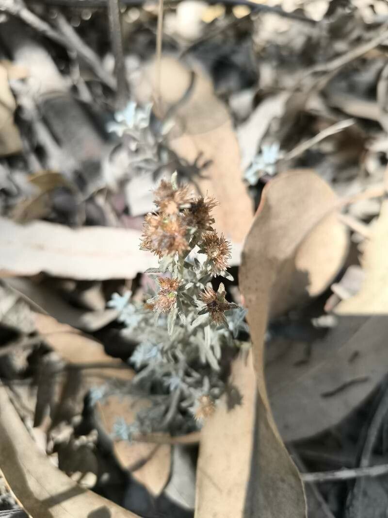 Gamochaeta aliena photo 2