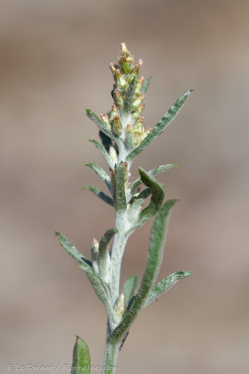 Gamochaeta antillana