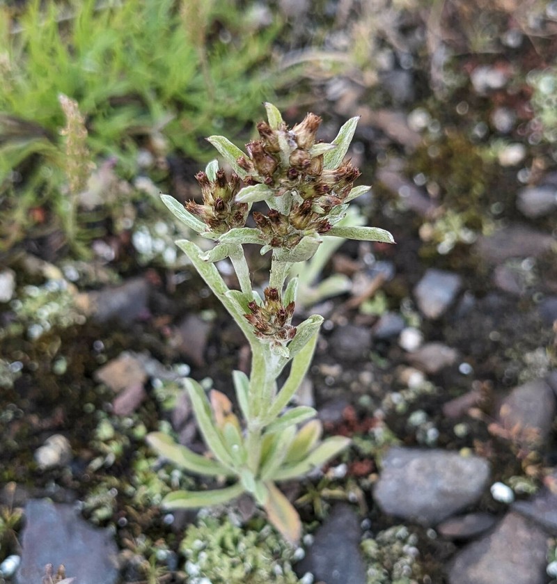 Gamochaeta antillana photo 3