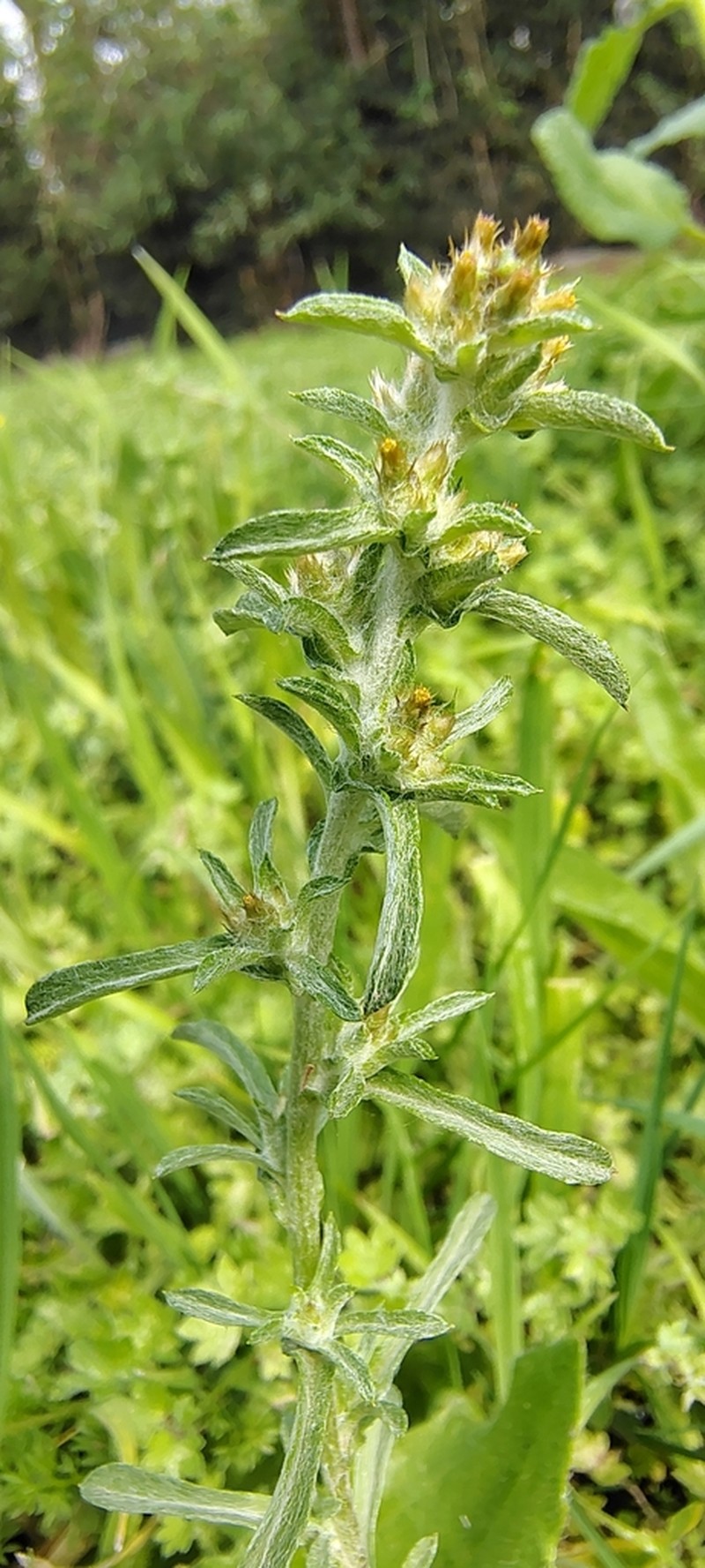 Gamochaeta argentina photo 4